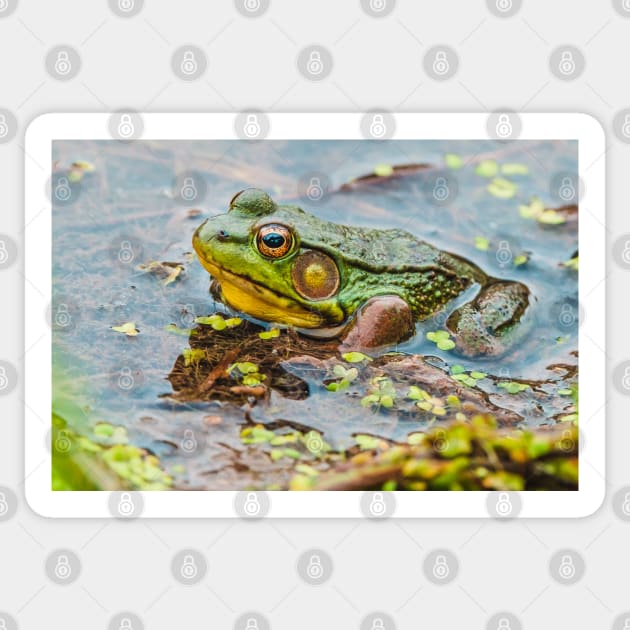 Resting Green Frog Photograph Sticker by love-fi